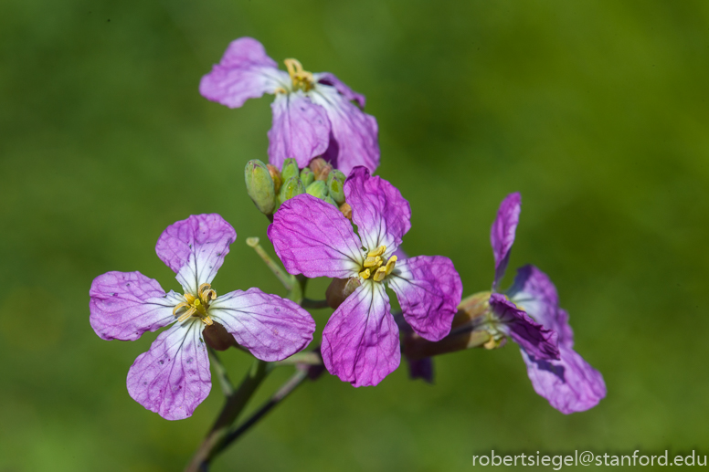 bioblitz2018